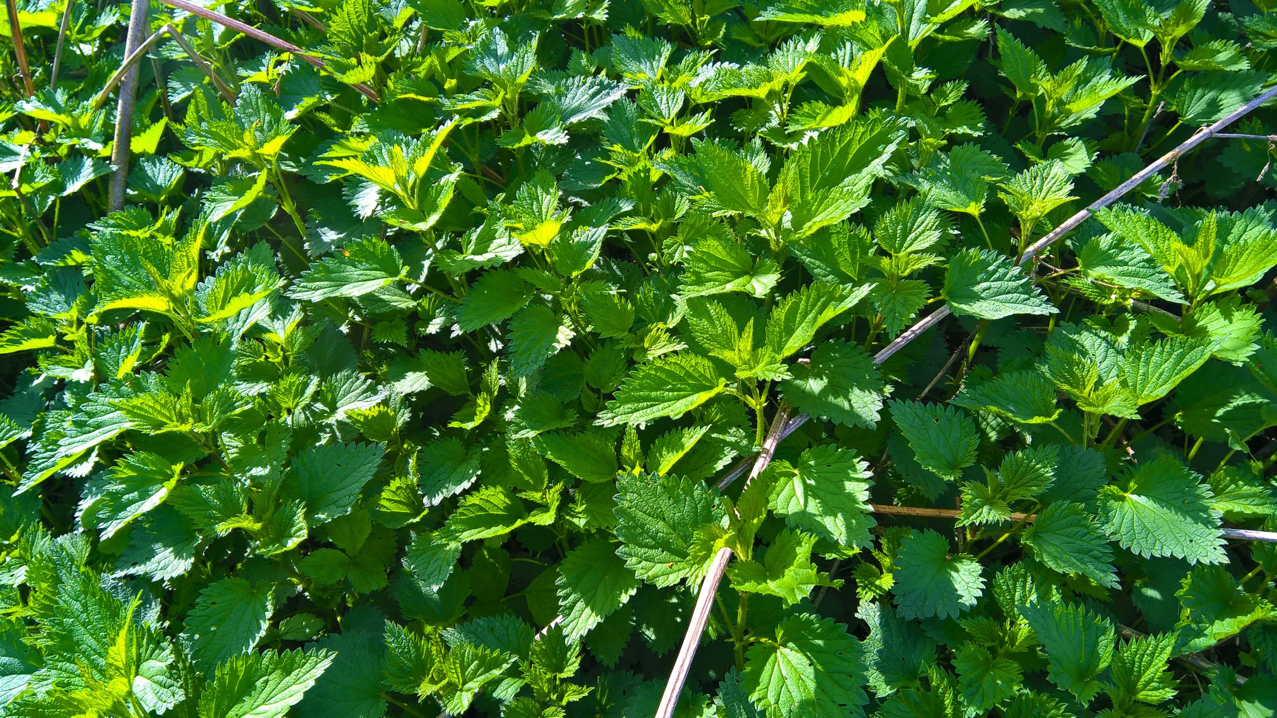 WP_20160416_15_44_08_Pro